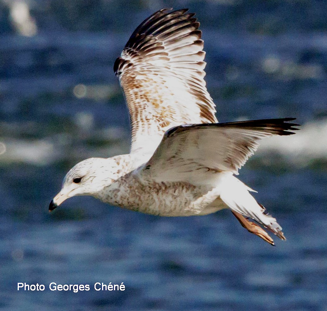 Ring-billed Gull - ML610832549