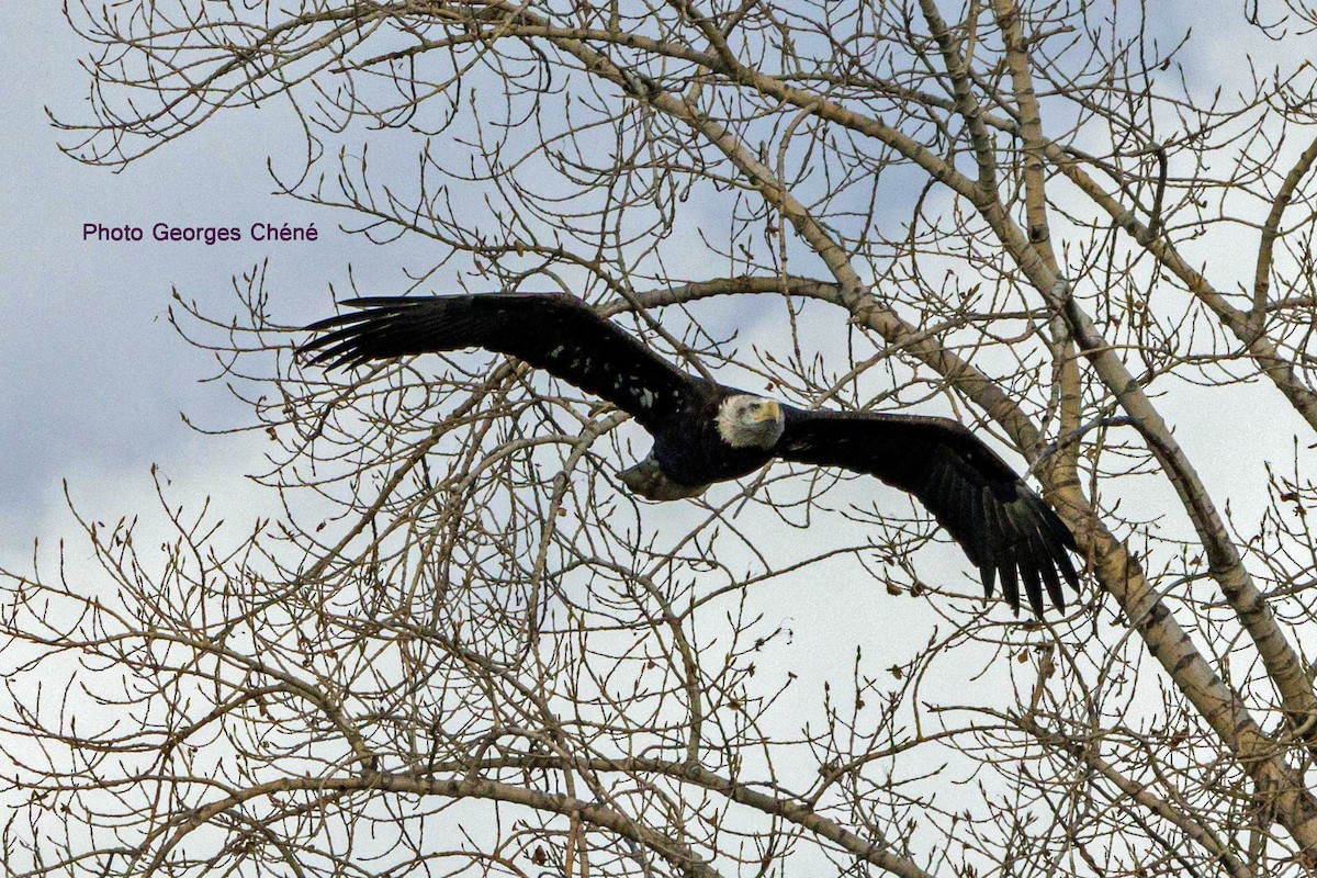 Bald Eagle - ML610832649