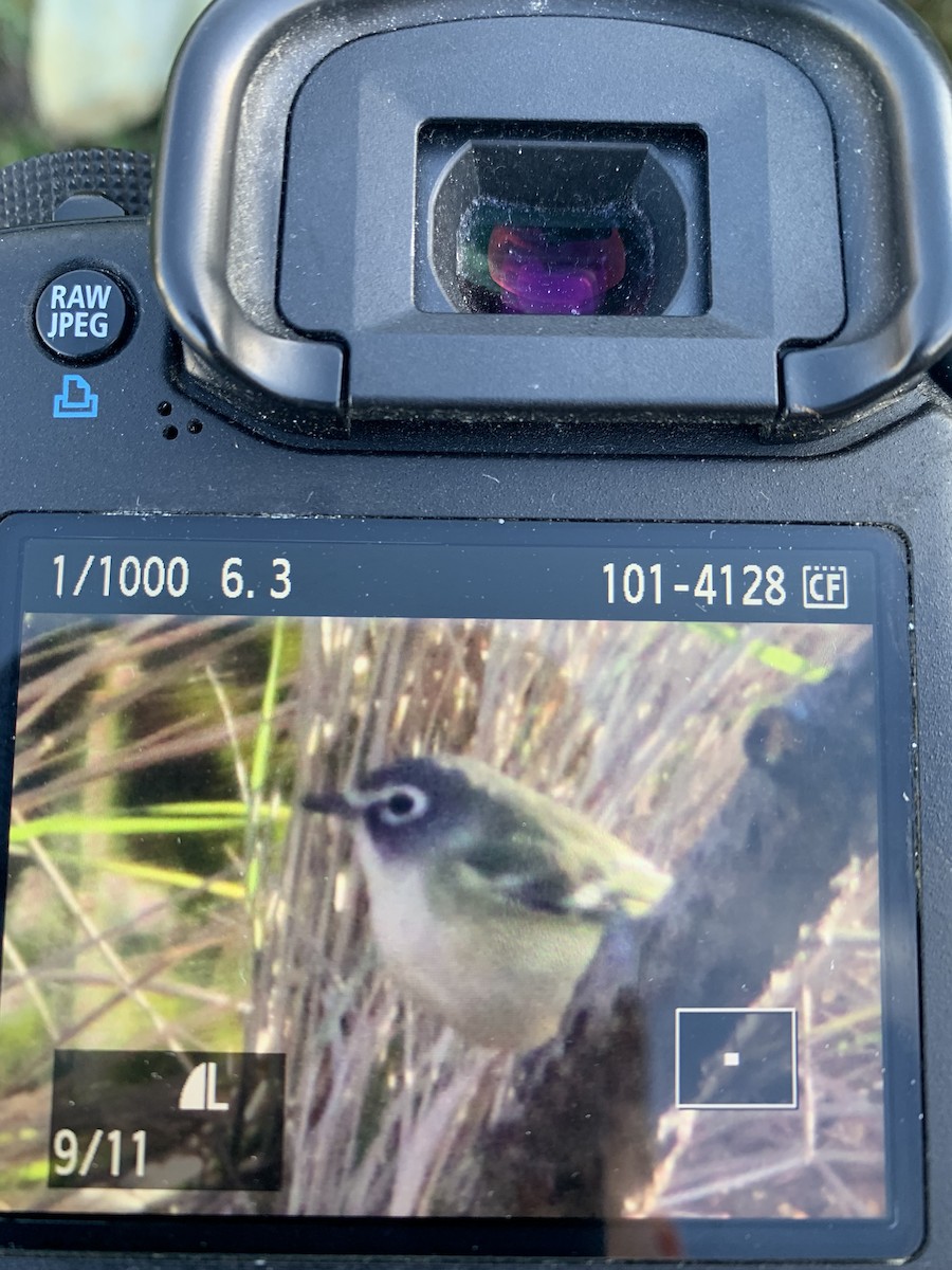 Blue-headed Vireo - ML610832652