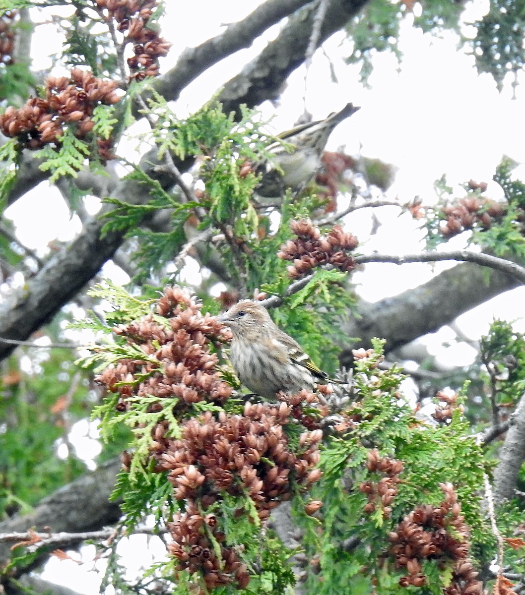 Pine Siskin - Theresa Dobko (td birder)