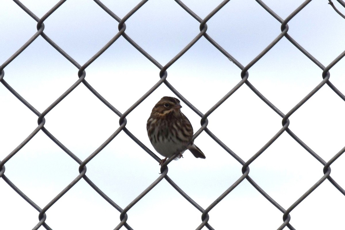 Song Sparrow - irina shulgina