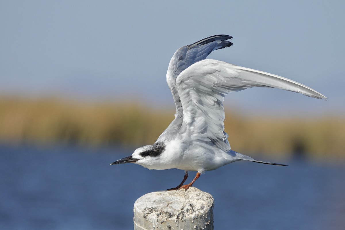 Forster's Tern - ML610832847