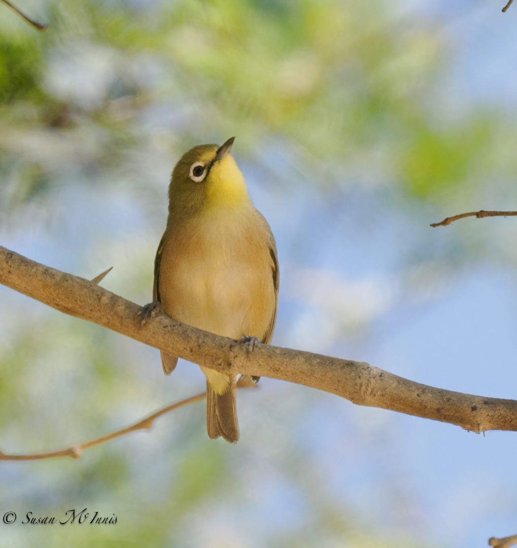 Orange River White-eye - ML610833074