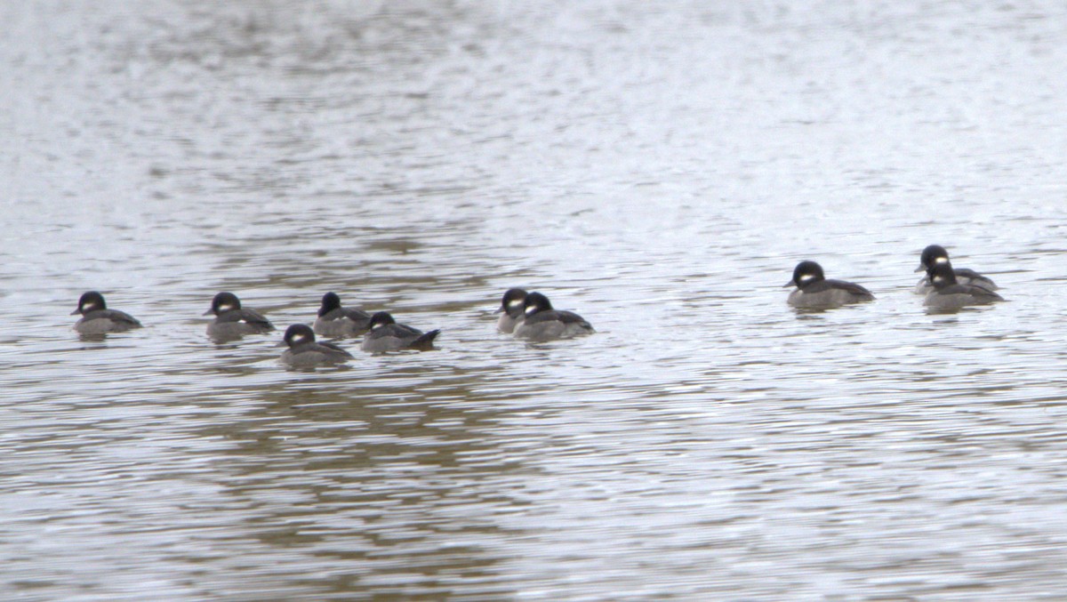 Bufflehead - ML610833094