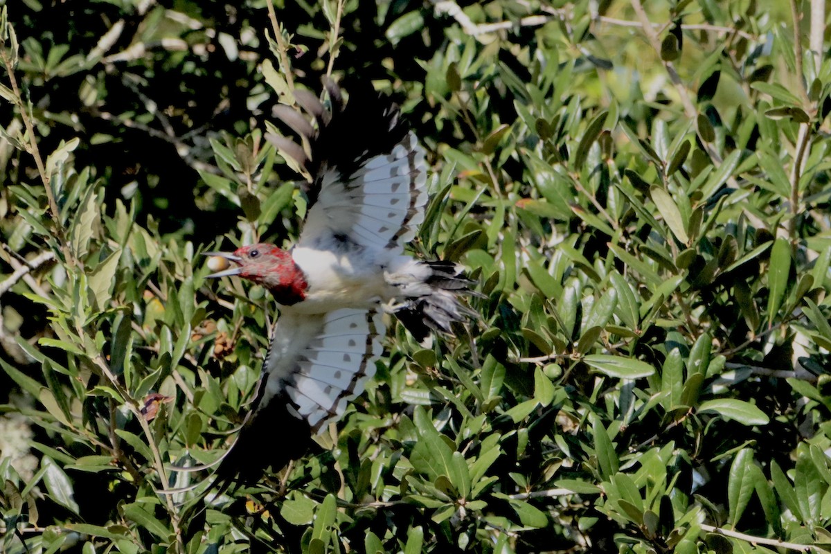 Rotkopfspecht - ML610833135