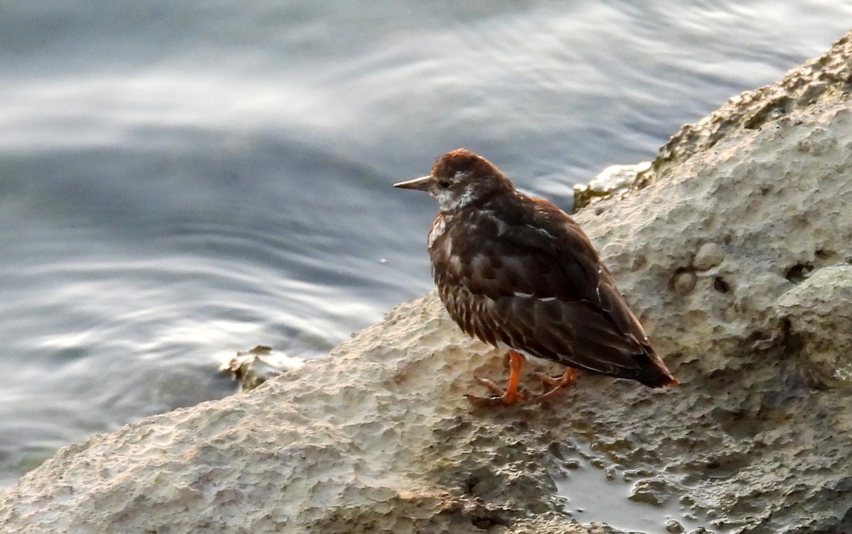 Ruddy Turnstone - ML610833257