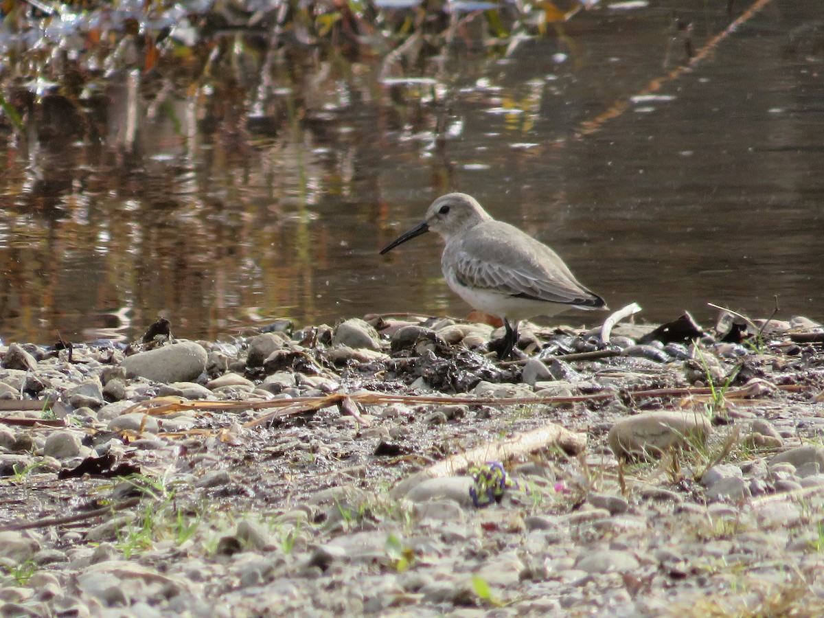 Dunlin - ML610833259