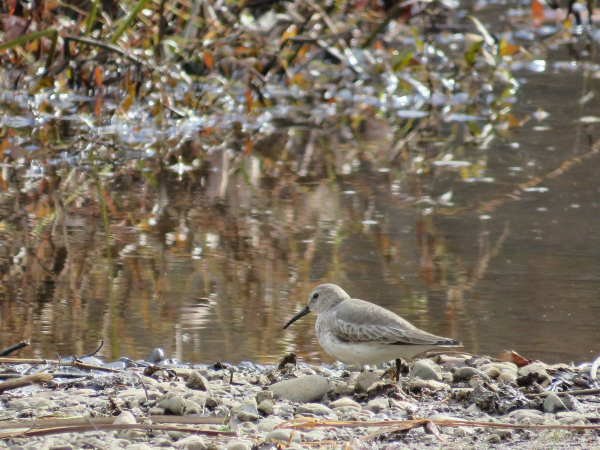 Dunlin - ML610833261