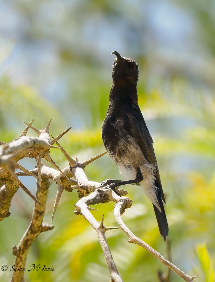 Dusky Sunbird - ML610833309