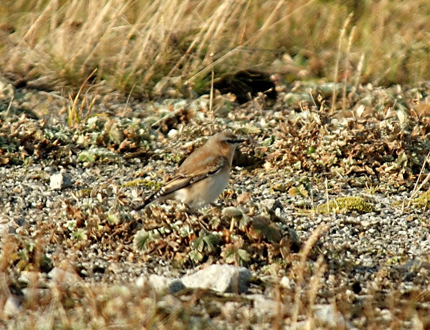 Northern Wheatear - ML610833356