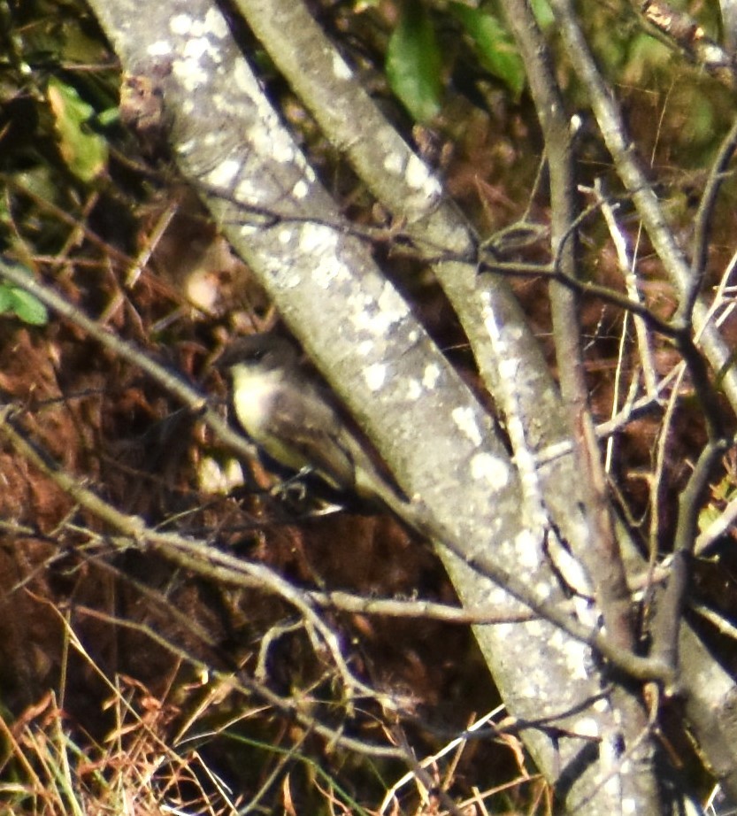 Eastern Phoebe - ML610833357