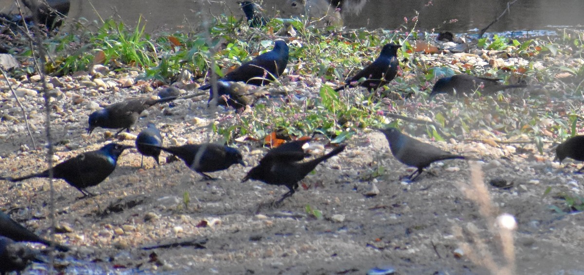 Common Grackle - ML610833370