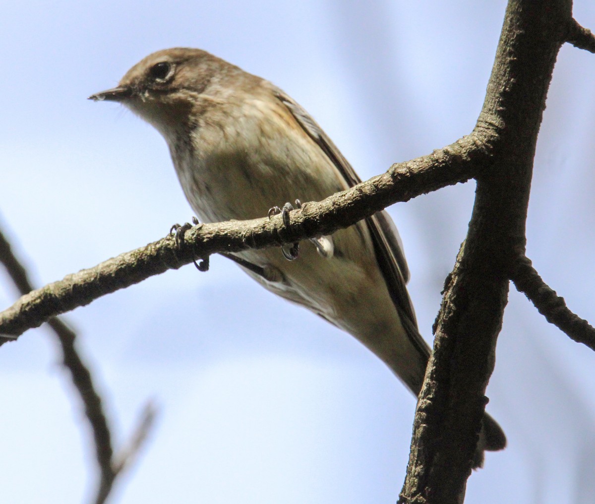 Yellow-rumped Warbler - ML610833510