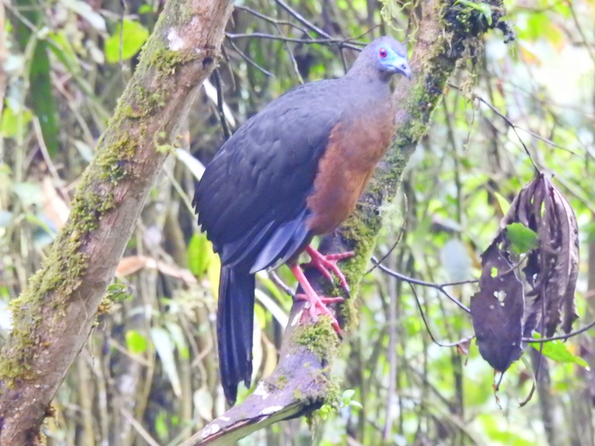 Sickle-winged Guan - ML610833584