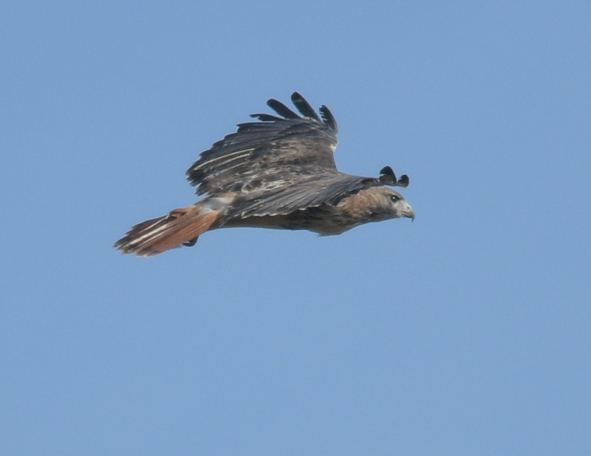 Red-tailed Hawk - ML610833647