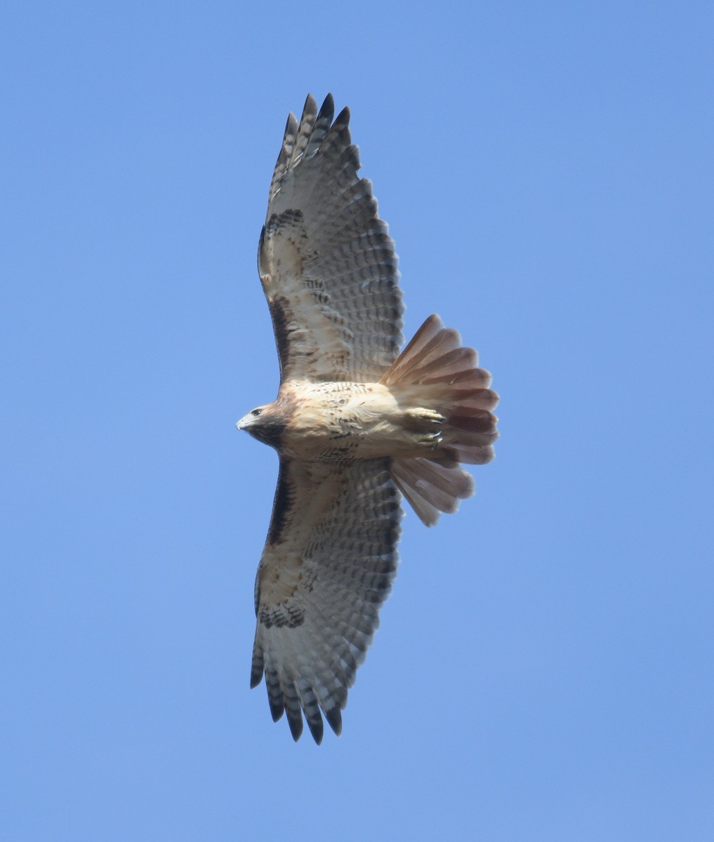 Red-tailed Hawk - ML610833648