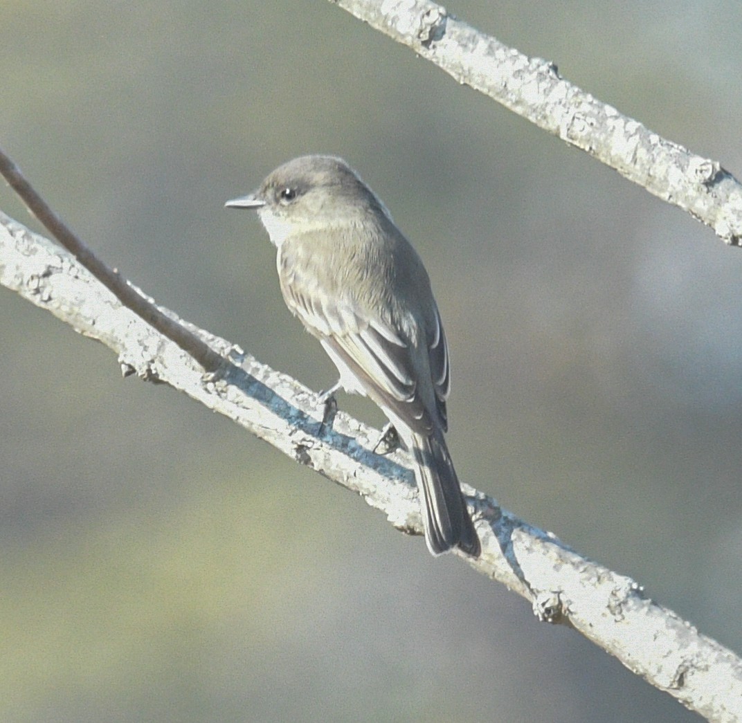 Eastern Phoebe - ML610833659