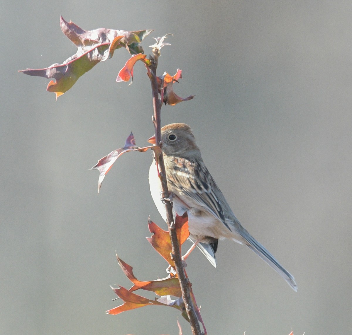 Field Sparrow - ML610833673