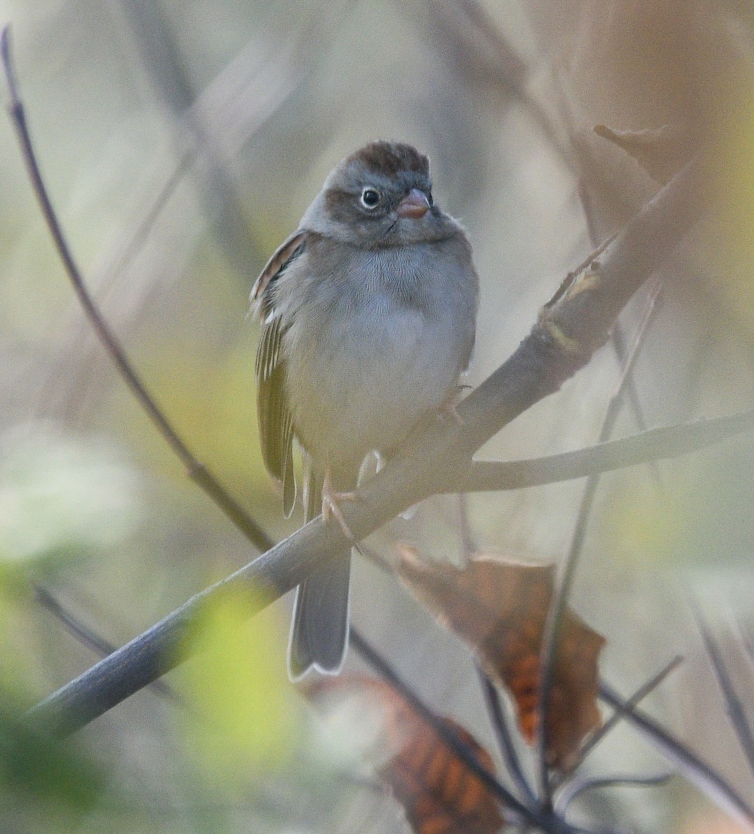 Field Sparrow - ML610833674