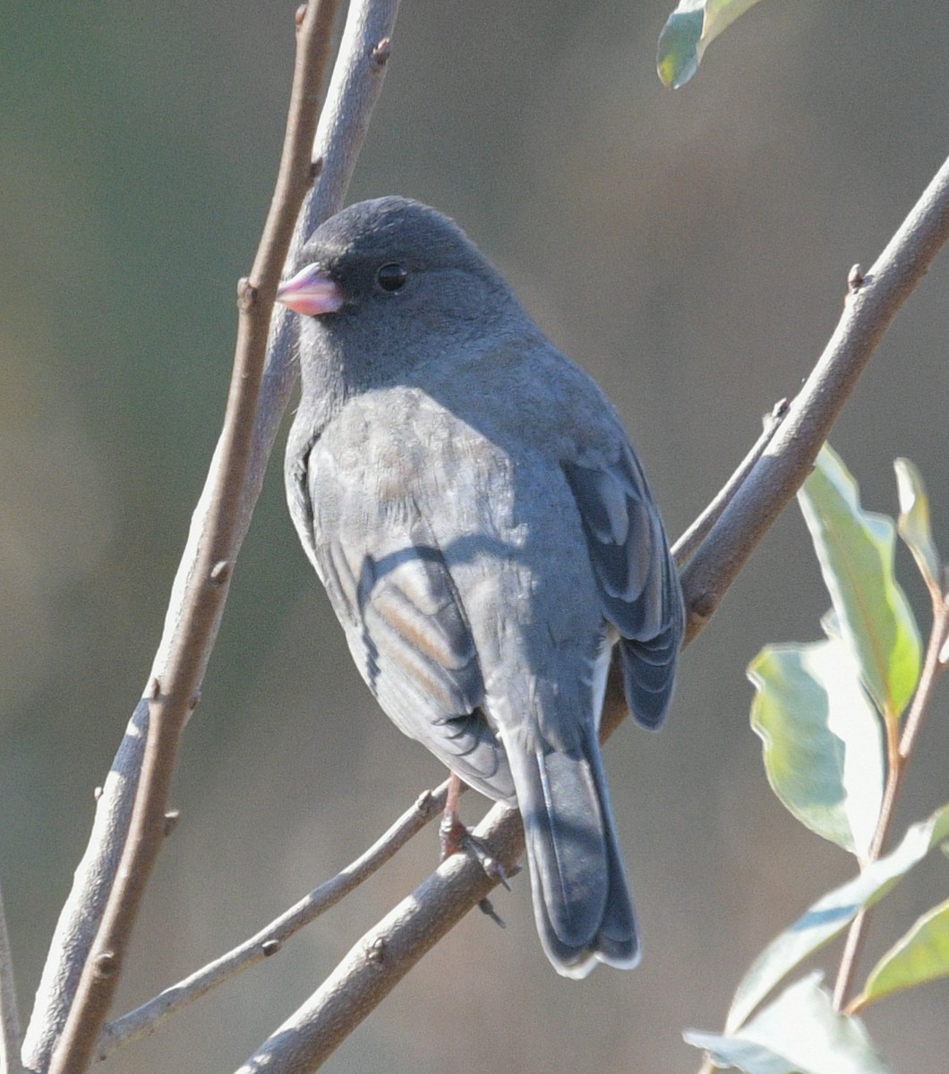 Dark-eyed Junco - ML610833683