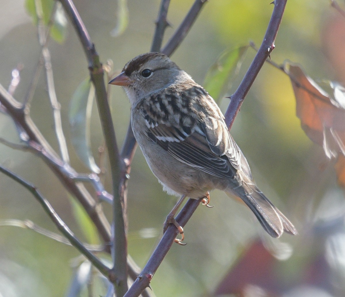 White-crowned Sparrow - ML610833685