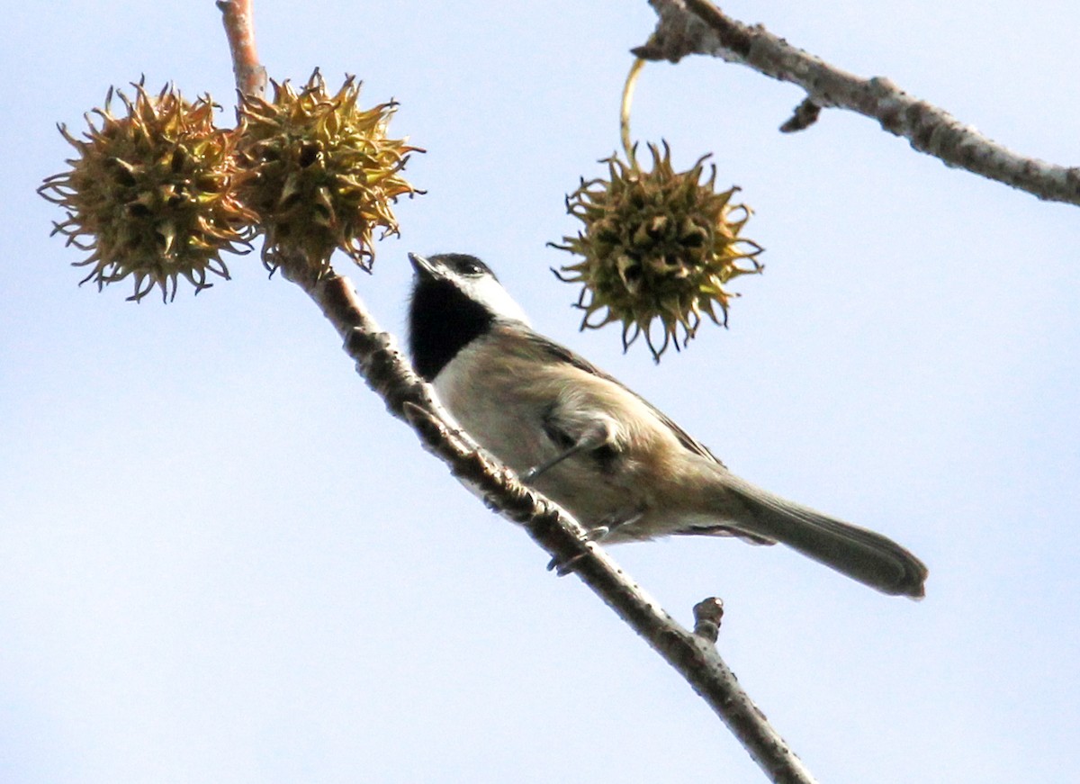 Carolina Chickadee - ML610833688