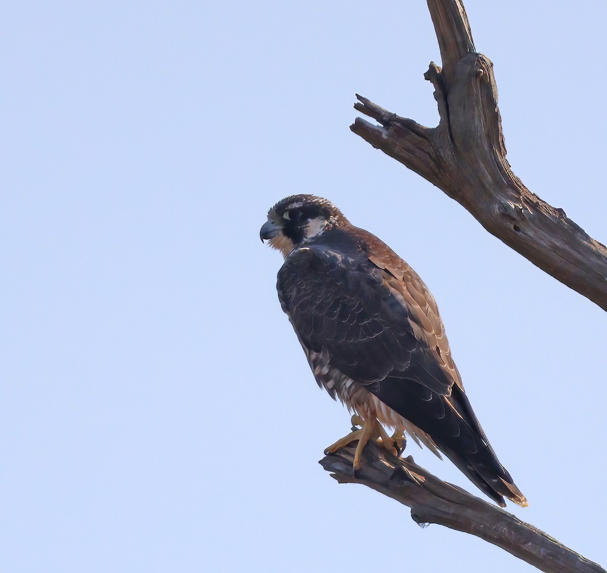 Peregrine Falcon - ML610833719