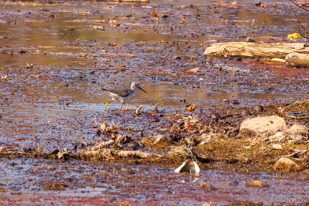 Greater Yellowlegs - ML610833783