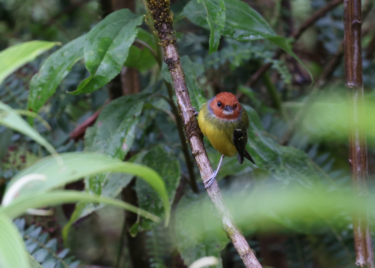 Johnson's Tody-Flycatcher - Brendan Ryan