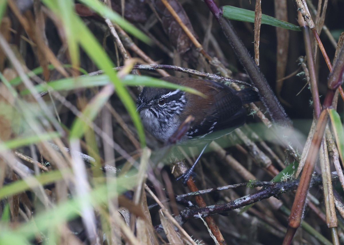 Bar-winged Wood-Wren - Brendan Ryan