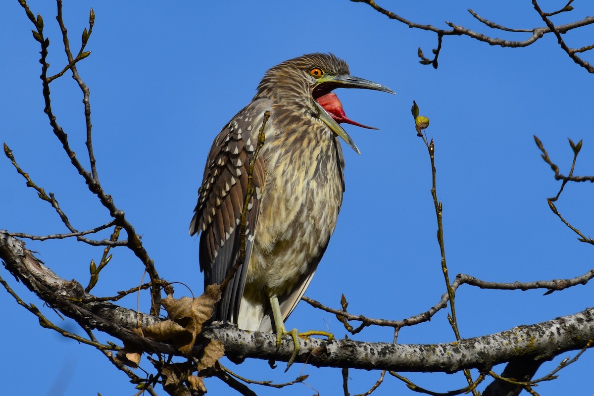 Black-crowned Night Heron - Francois Cloutier