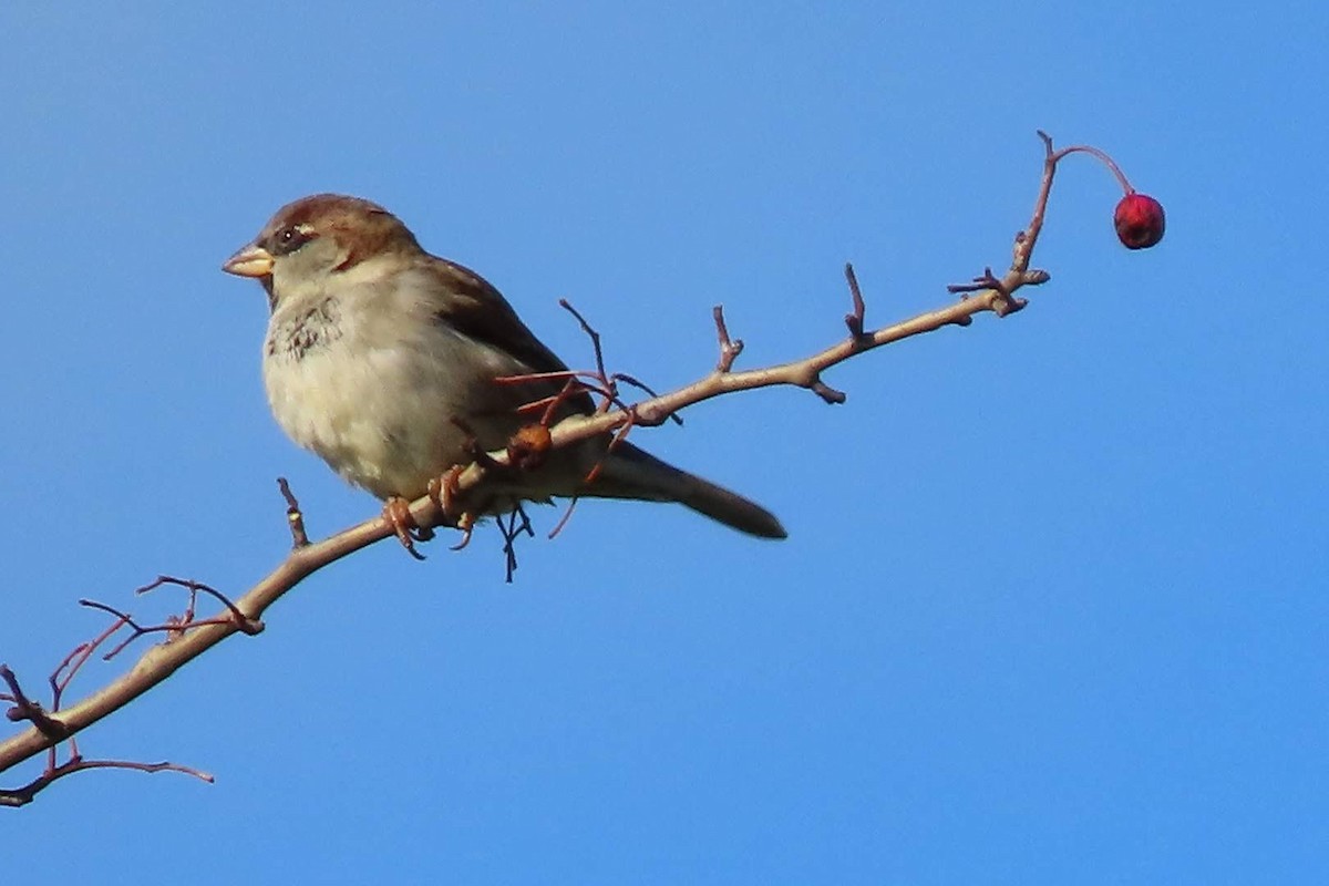 House Sparrow - ML610833907