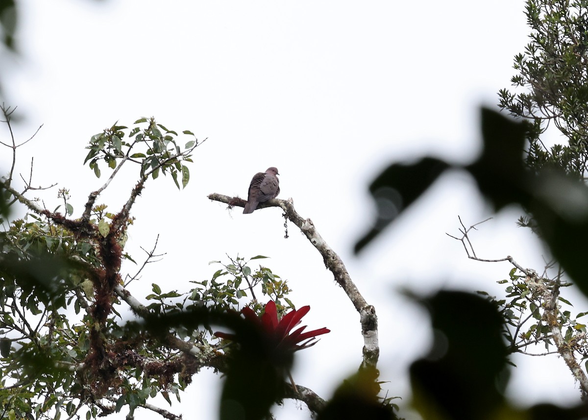 Ruddy Pigeon - ML610833919