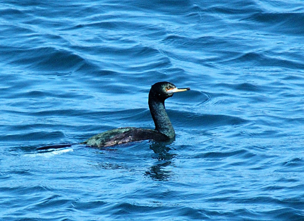 Red-faced Cormorant - Bob Martinka