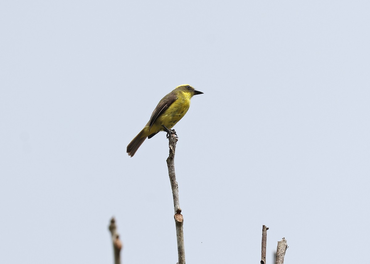 Tyran à sourcils jaunes - ML610833942