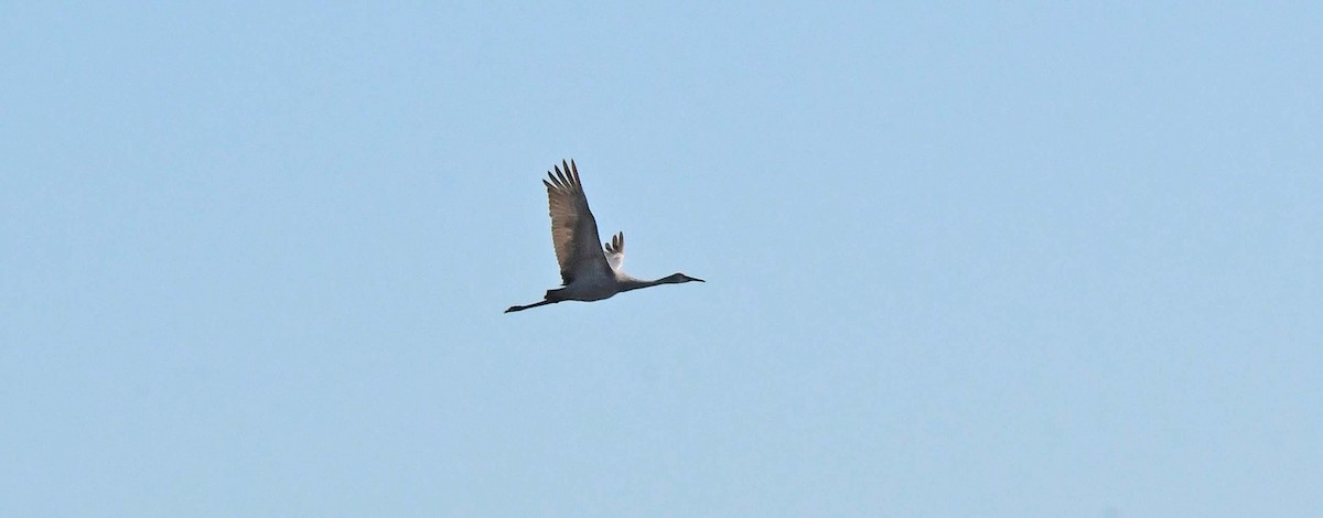 Sandhill Crane - Sharon Lynn