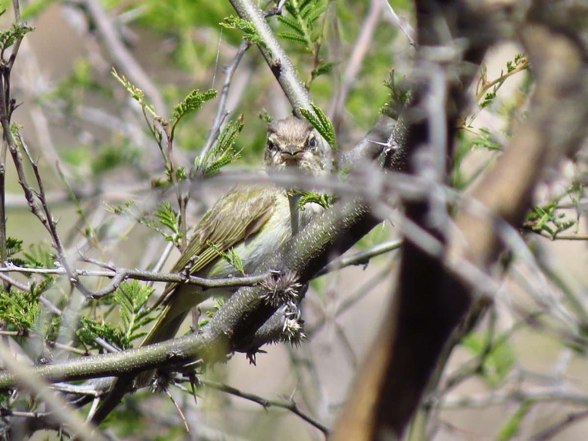 Red-eyed/Chivi Vireo - Gary Prescott