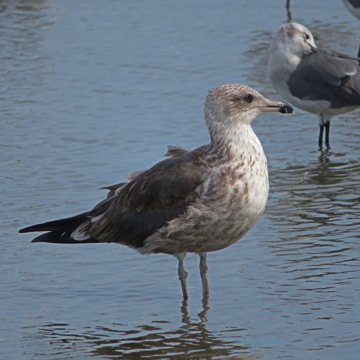 Herring Gull - ML610834087