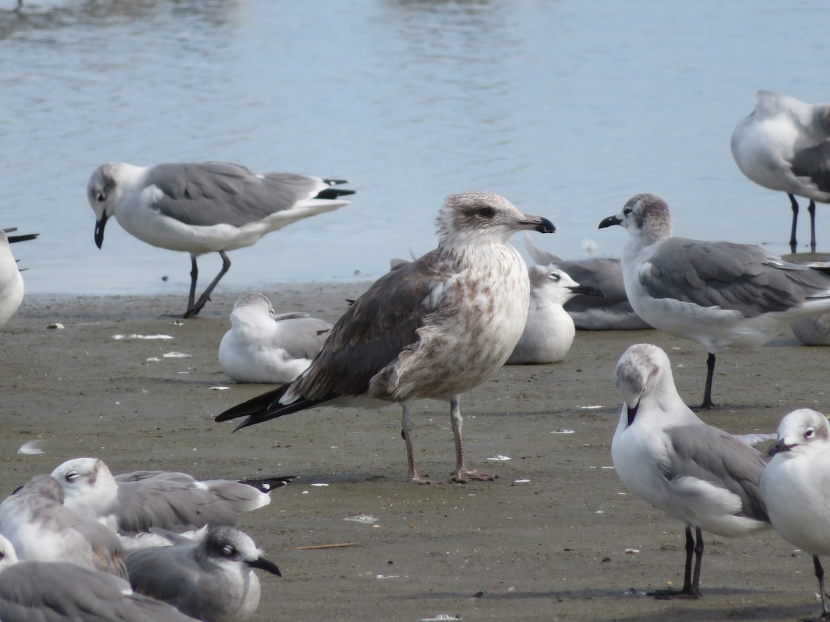 Gaviota Argéntea - ML610834129