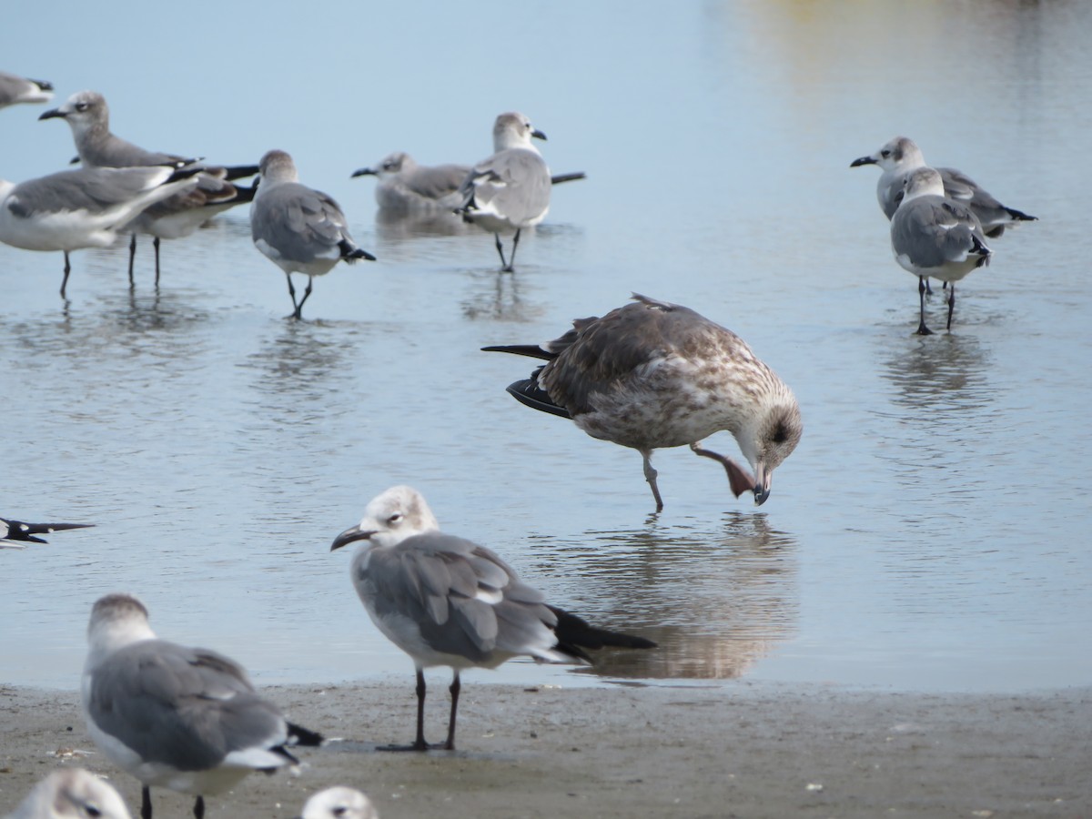 Gaviota Argéntea - ML610834130