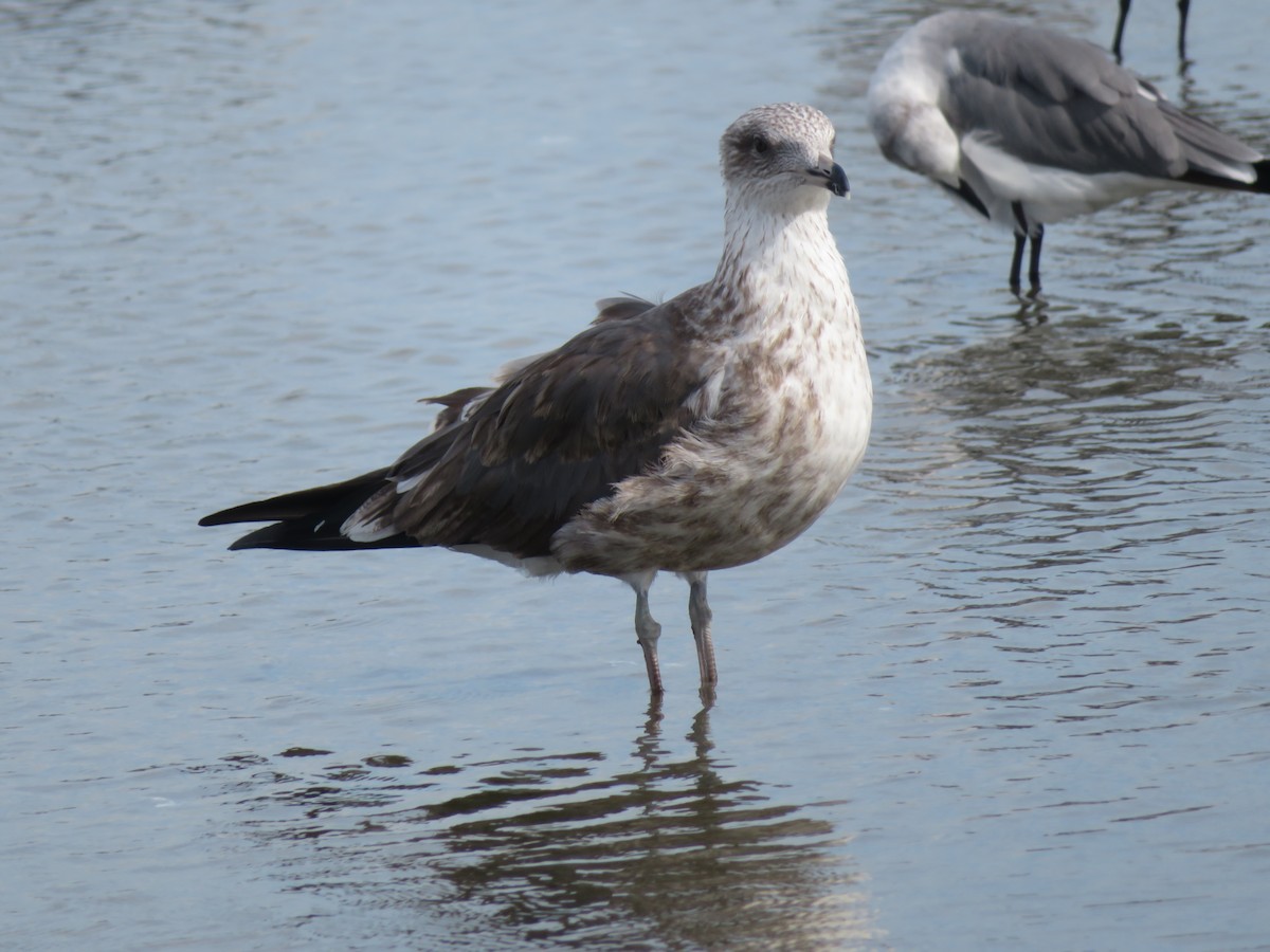 Gaviota Argéntea - ML610834131