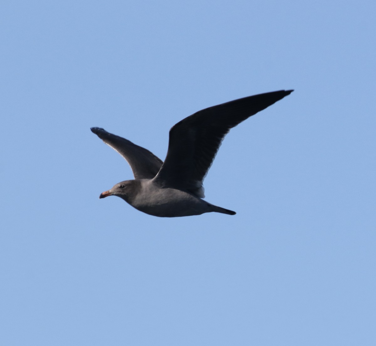 Heermann's Gull - ML610834179