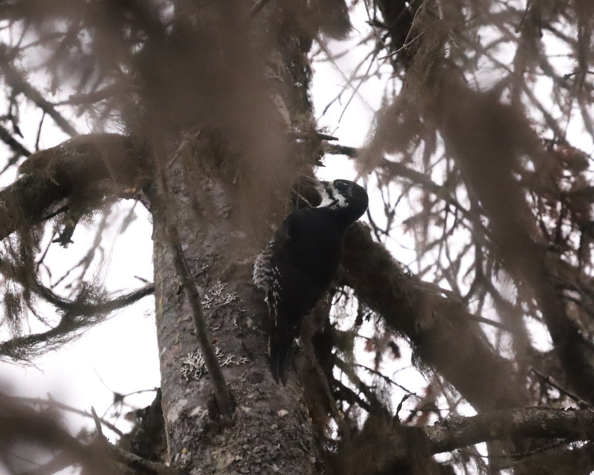 Black-backed Woodpecker - Sage P