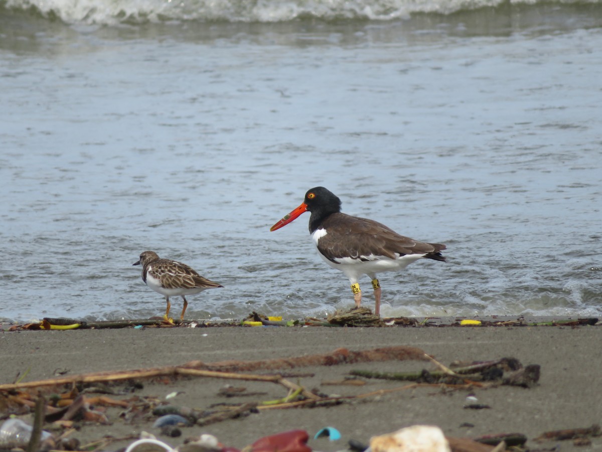 American Oystercatcher - ML610834342