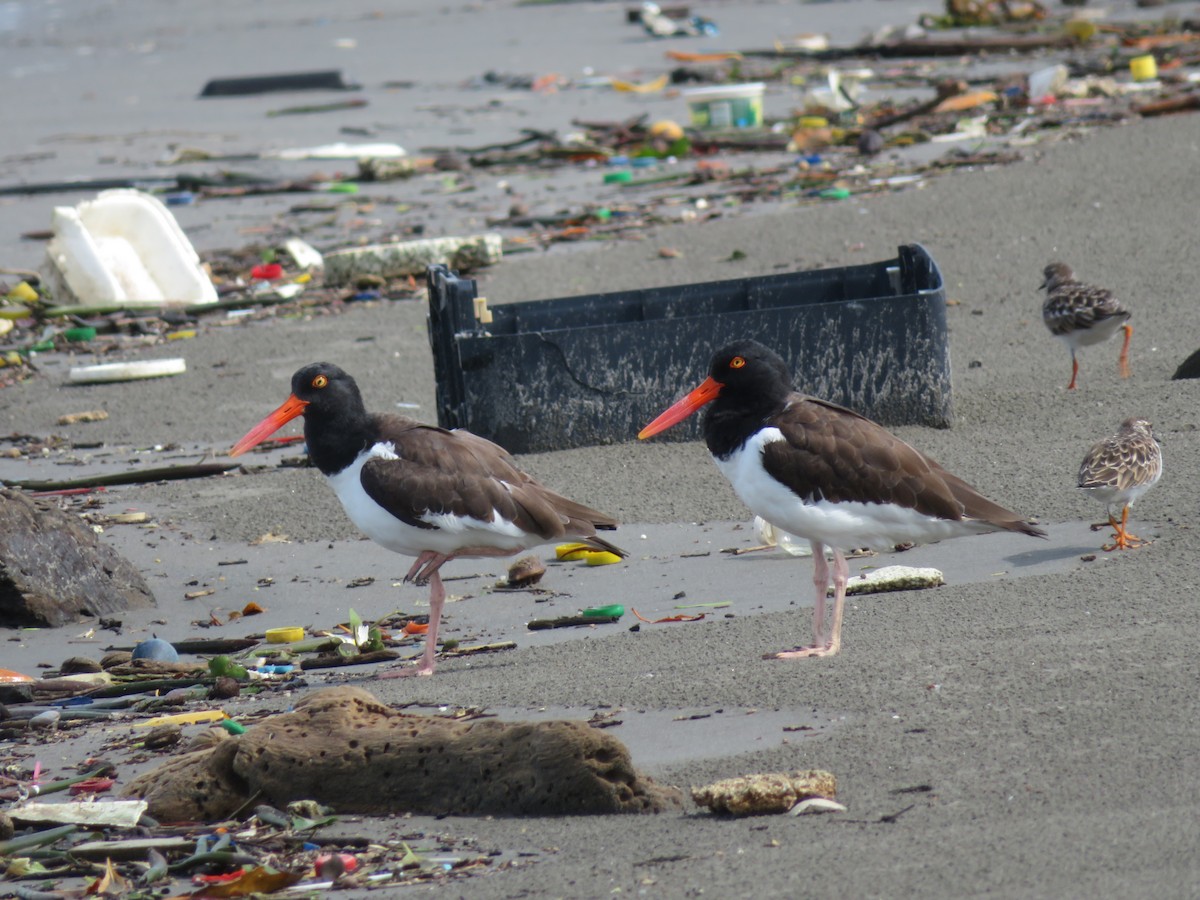 American Oystercatcher - ML610834345