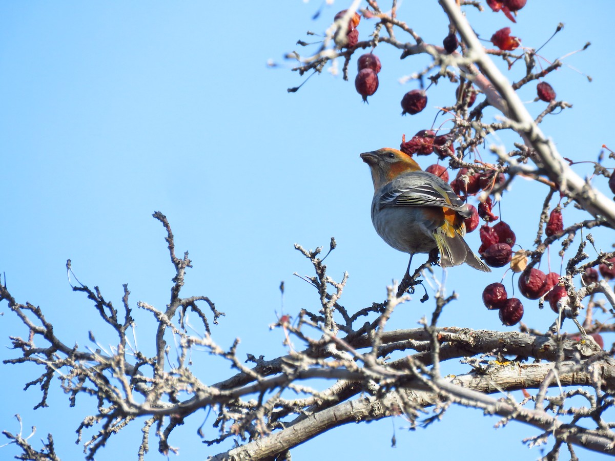 Pine Grosbeak - Ken Orich