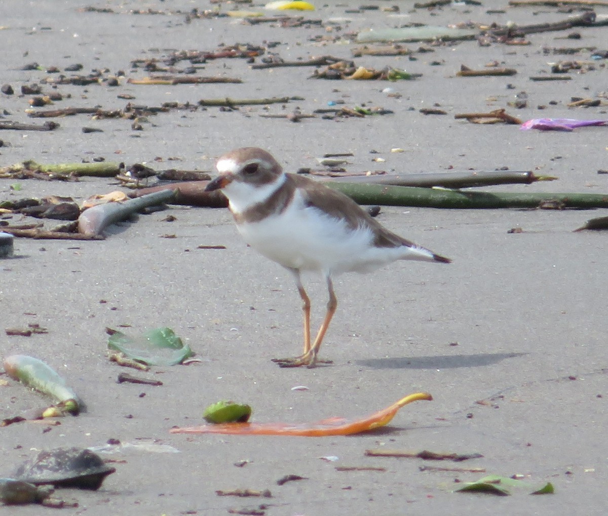 Semipalmated Plover - ML610834402