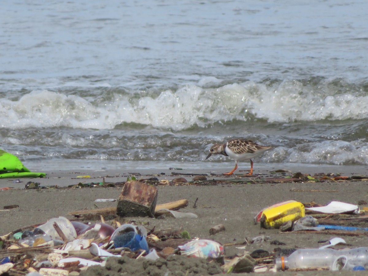 Ruddy Turnstone - ML610834492