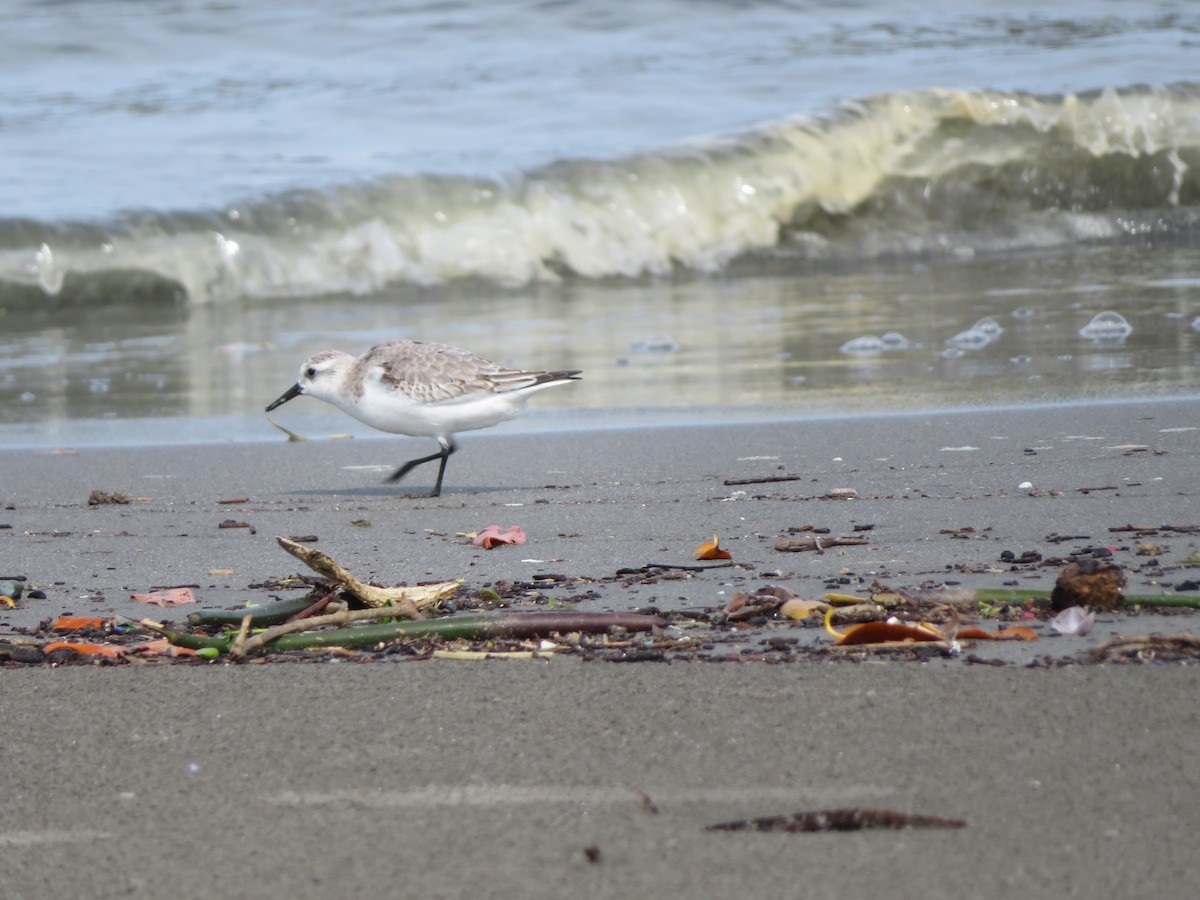 Sanderling - maicol gonzalez guzman