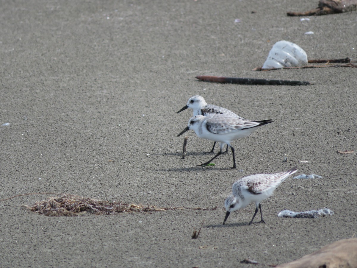 Sanderling - maicol gonzalez guzman